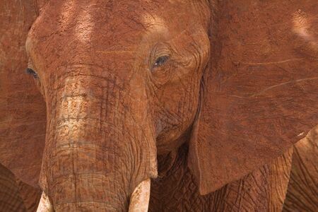 Close-up of face of African Elephant, Tsavo National Park, Kenyaの写真素材