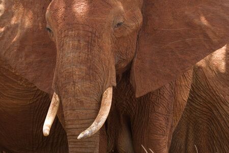 Frontal close-up of African elephantの写真素材