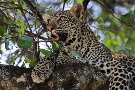 leopard relaxing in tree during daytime
