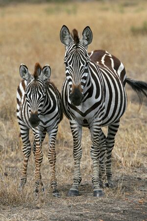 Plains zebra familyの写真素材