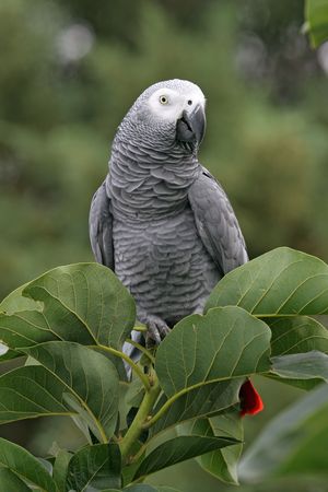 African Grey Parrotの写真素材