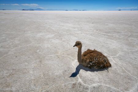 Rhea or Nandu resting on the salt flats of the Bolivian high desert near Uyuniの写真素材