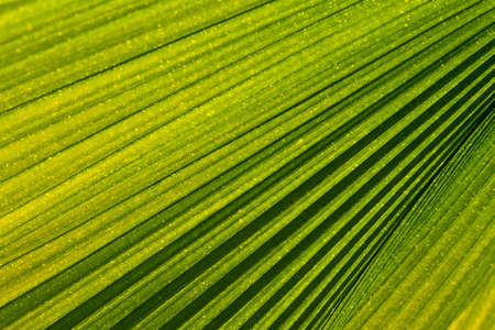 Green palm leaf with radial veins with radiant color viewed against bright sunlight