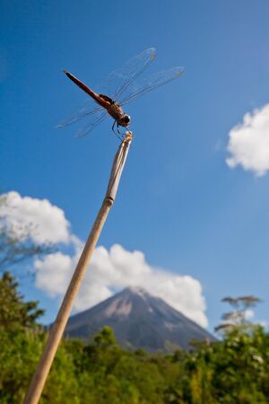 Dragonfly perching on twig against bright blue sky with Arenal Volcano in background, Costa Rica