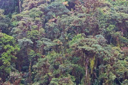 View of cloud forest canopy near Mindo, Northwestern Ecuadorの写真素材