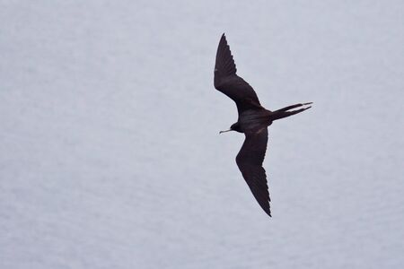 Male frigate bird in flight seen from aboveの写真素材