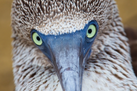 Eye contact with a blue-footed booby, Galapagos Islands, Ecuadorの写真素材
