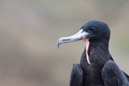 Portrait of a tropical frigate bird, Ecuadorの写真素材