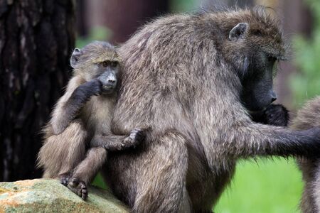 Infant chacma baboon leaning against its mother who is busy groomingの写真素材