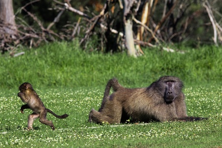 Infant baboon running away from a big adult maleの写真素材