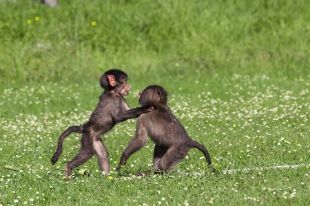 Baby chacma baboons playing rough and tumble in green grassの写真素材