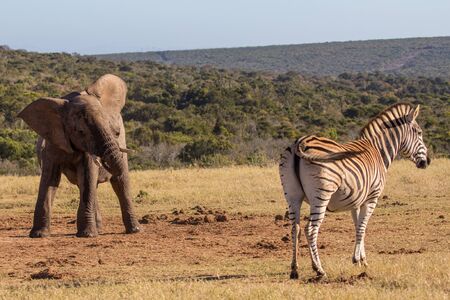 Elephant calf encounters zebraの写真素材