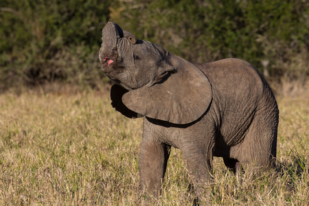 Wild baby African elephantの写真素材