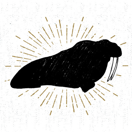 Hand drawn vintage icon with a textured walrus vector illustration.のイラスト素材