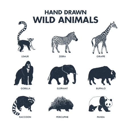 Hand drawn textured wild animals icons set with lemur, zebra, giraffe, gorilla, elephant, buffalo, raccoon, porcupine, and panda vector illustrations.のイラスト素材