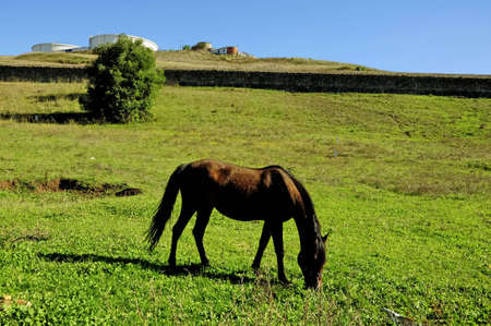 animals, horses, nature, in, beauty, group, mare, grassの写真素材