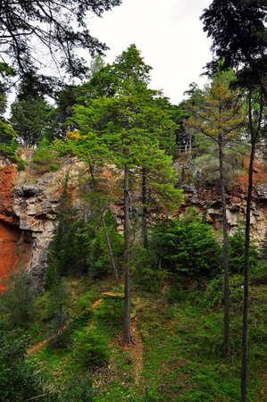 trees park portugal forest nature green brown grassの写真素材