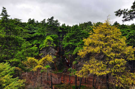 trees park portugal forest nature green brown grassの写真素材