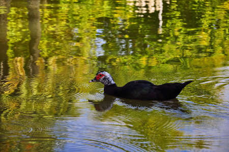 swimming wing wild lake beak feathers duckの写真素材