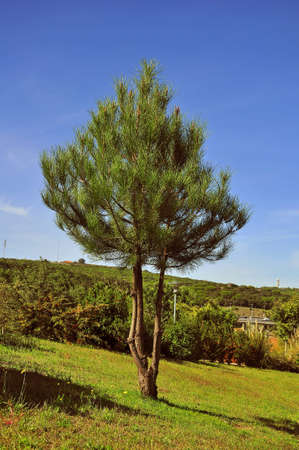 trees plants flowers botany leaf nature green day life ornamental