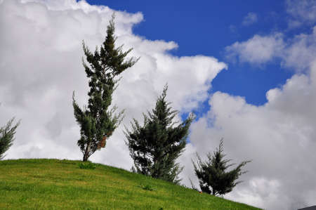 Portugal Lisbon meadow lawn grass fir spruce grass sky clouds landscapeの写真素材