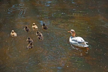 Portugal park with a lake swim in Lisbon Family of ducklingsの写真素材