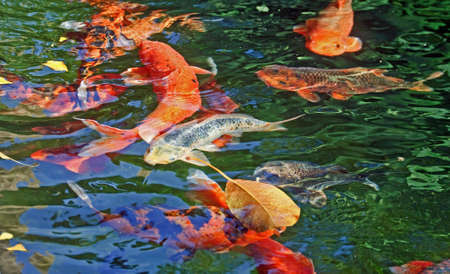 Fish Lake water park nature beauty bushの写真素材