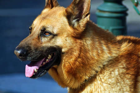 Shepherd dog city of Portugal street animal homeの写真素材