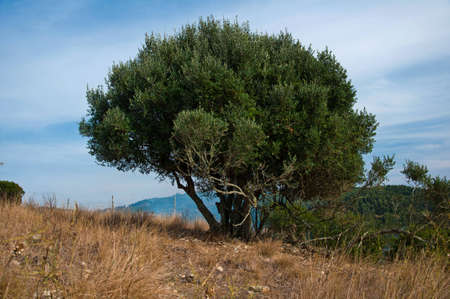 Nature in the mountains of wood on top of the village of Portugalの写真素材