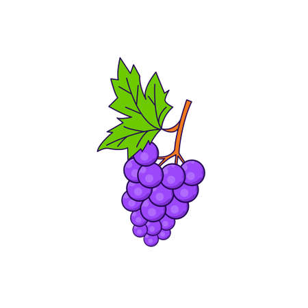 Fruit grape illustration with simple style, grape vector, fruit grape isolated designのイラスト素材