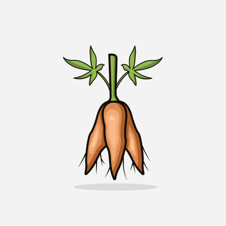 cassava illustration simple style, cassava isolated design, cassava vector on white backgroundのイラスト素材
