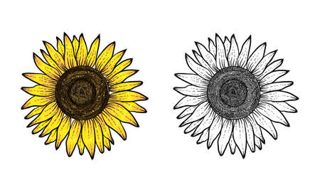 sunflower hand drawn with color and black white, flower vector, sunflower hand drawn, sunflower illustrationのイラスト素材