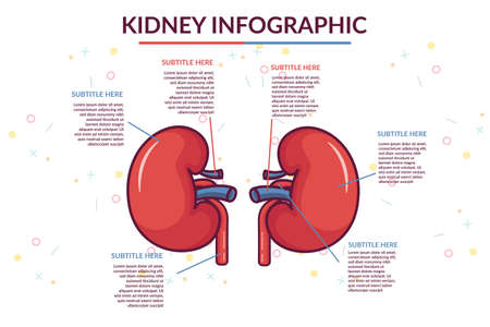 kidney infographic vector template illustrationのイラスト素材