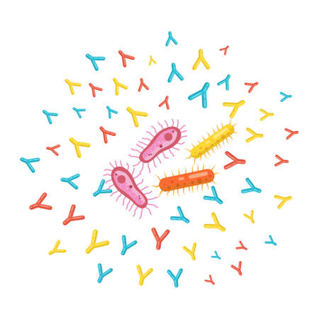 illustration vector antibodies attacking bacteria for protect the bodyのイラスト素材