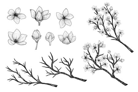 hand drawn vector collection of sakura branches and flowersのイラスト素材