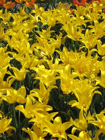 Tulipsの写真素材