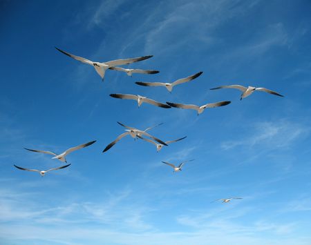 Seagullsの写真素材