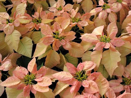 Poinsettiaの写真素材