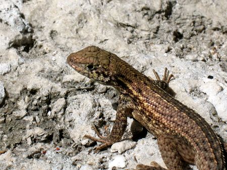 Lizardの写真素材