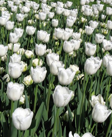 Tulipsの写真素材