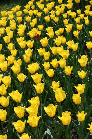 Tulipsの写真素材