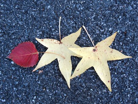 Leaves on asphalt