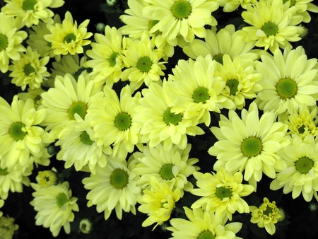 Chrysanthemumsの写真素材