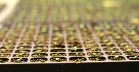 Young tobacco plants in greenhouse