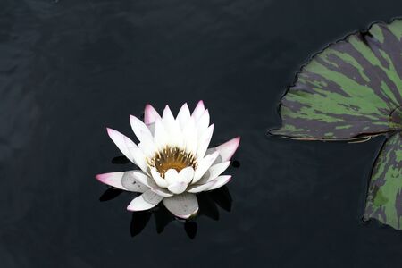 Water lilyの写真素材