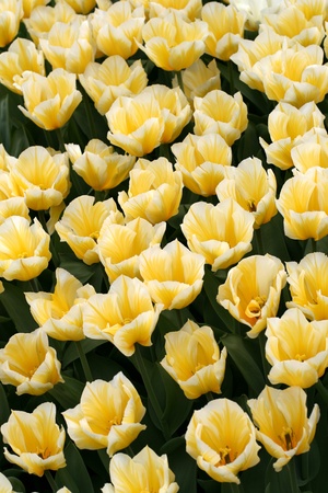 Tulips in a spring gardenの写真素材