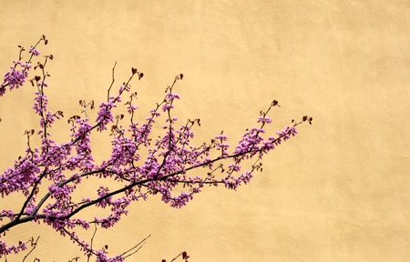 Cherry tree in spring