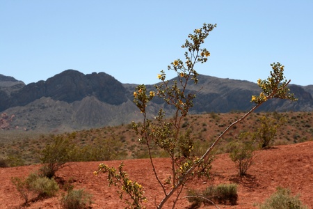 Rocks in Valley of Fire Nevadaの写真素材