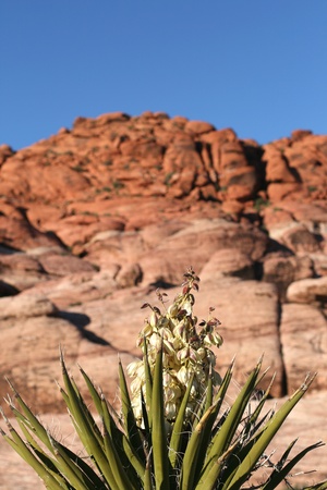Rocks in Red Rock Canyon Nevadaの写真素材