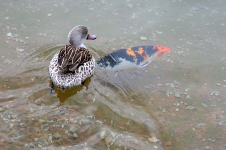 Duck and koiの写真素材